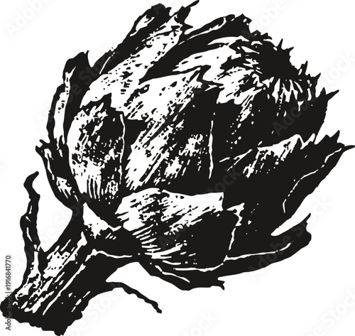 Black and white artichoke illustration hand drawn vintage vegetable sketch botanical garden plant design