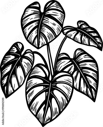monstera plant leaves illustration with natural detailed texture and tropical