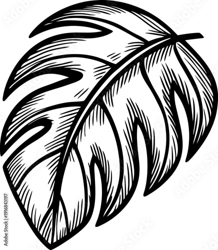 monstera leaf black and white sketch tropical foliage detailed line art design for botanical illustrations and nature graphics