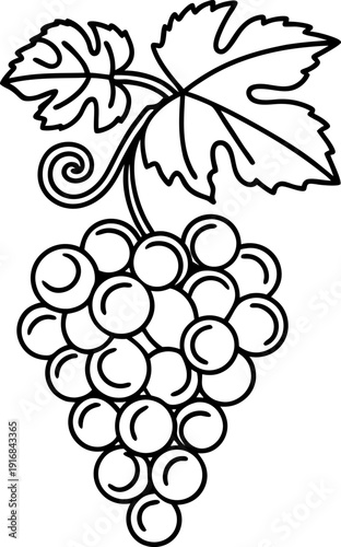 Bunch of grapes with vine leaf and curly tendril outline drawing for coloring and design