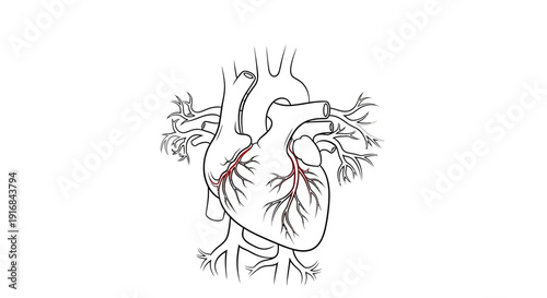 Anatomical illustration of the human heart with visible coronary arteries and veins, depicting the circulatory system in a simplified line drawing style