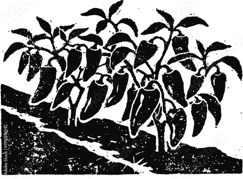 Pepper plants growing in soil with ripe peppers hanging, agricultural garden scene illustration