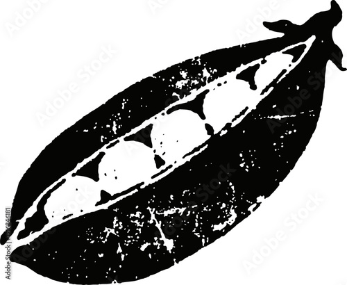Illustration of a pea pod with peas inside, vintage botanical vegetable drawing