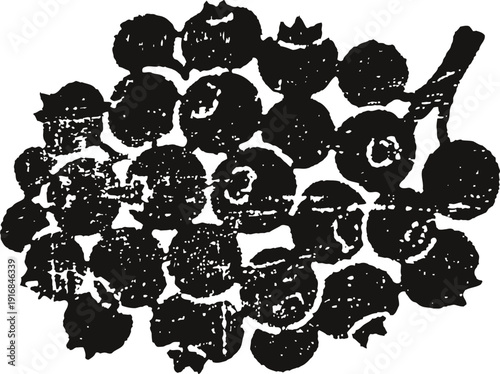 Blackcurrant berries cluster silhouette fresh fruit sketch illustration of currants on stem