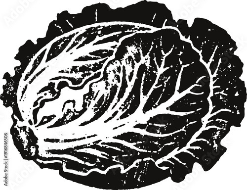 Vintage cabbage illustration detailed black and white leafy vegetable drawing natural farm fresh produce design