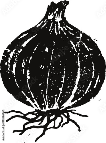 Vintage black and white onion illustration with roots whole onion vegetable botanical drawing