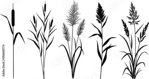 Flat vector illustration of marsh reed silhouettes, cattail grass botanical set, black wetland plants collection, decorative nature foliage design