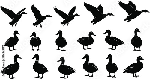 Collection of duck silhouettes featuring flying and standing poses isolated on white background, wildlife vector illustration set for design and branding use