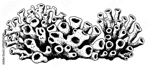 Hand drawn vintage engraving illustration of sea coral reef formations in black and white