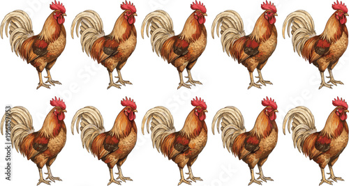 Large set of realistic brown rooster vector illustrations with red combs and detailed feathers isolated on white background for farm