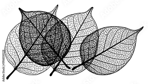 Detailed leaf skeleton structures with delicate veins in hand drawn engraving style