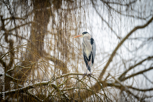 Gray heron (ardea cinerea) perching on branch