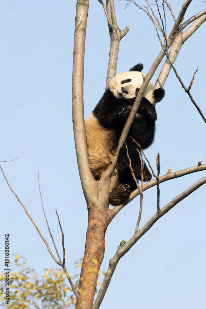 Obraz premium Close up Happy Panda relaxing on the High Tree, Panda Garden , China