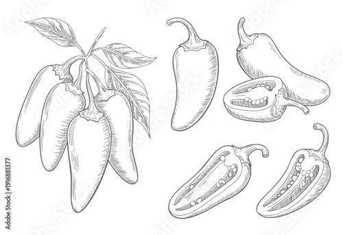 Vintage hot pepper illustration with hand drawn line art character.