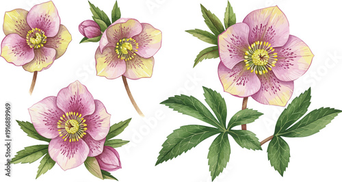 Vibrant pink hellebore flowers with green leaves on white background in spring season
