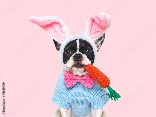 Cute dog with pink bunny ears holding a knitted orange carrot. Festive Easter and spring celebration concept. Close-up, studio shot. Congratulations for family, friends and colleagues. Pet care