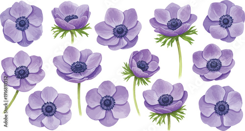 A collection of twelve beautiful purple anemone flowers on white background with green stems and leaves