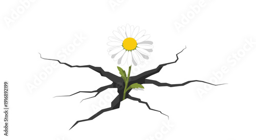 Large white daisy flower with green leaves and yellow center grows from a complex network of cracks.