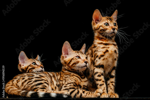 Gorgeous Spotted Bengal Cat with black background.