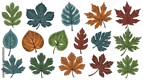 Large collection of diverse autumn leaves in various colors and shapes presented in a detailed hand-drawn botanical style.