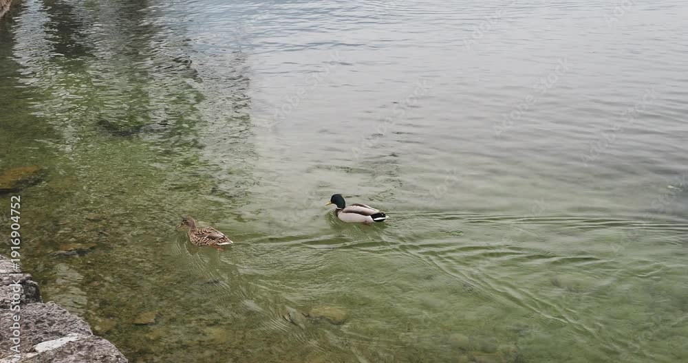 Un couple de canard colvert (Anas platyrhynchos) nageant rapidement sur ...