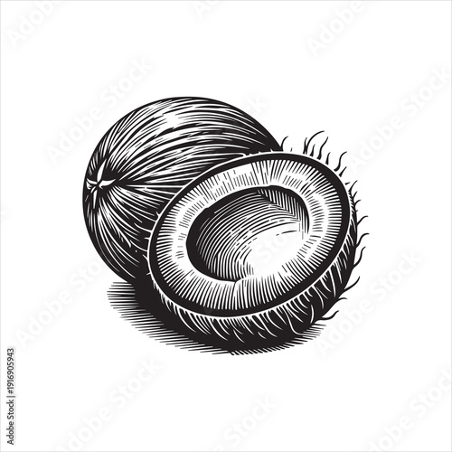 Detailed vector illustration of a coconut with one half cut out, showcasing its interior texture against a clean white background.