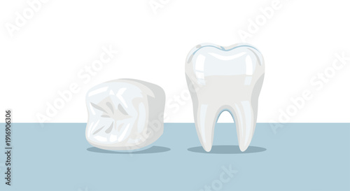 Two dental objects, a molar tooth crown and a full tooth, standing upright on a light blue surface with a white background.