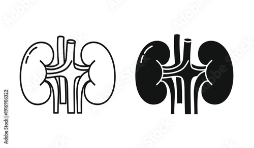 Kidney anatomy illustration with line and shaded versions side by side showing detailed structures