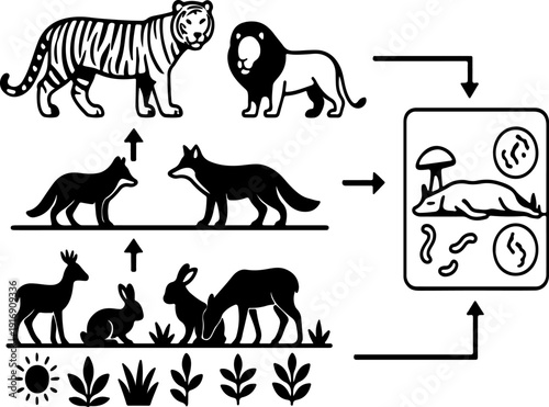 Wildlife Food Chain and Ecosystem Cycle Vector Illustration