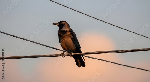 A crow perched on power lines, silhouetted against a pastel-colored sunset sky