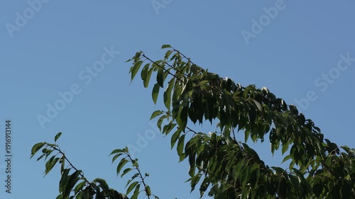 Branches With Green Leaves Swaying in the Wind Against a Blue Sky Background
