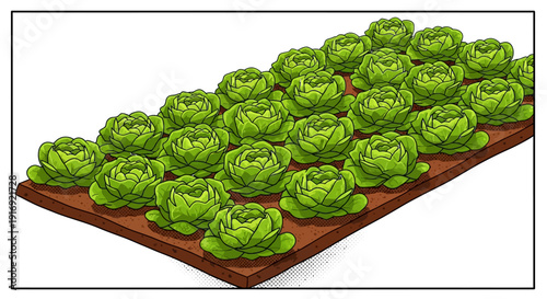 Cartoon style lettuce garden bed with lush green heads in neat rows