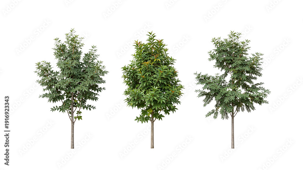 Fototapeta premium Isolated young trees with green leaves on white background, symbolizing growth, nature, and environmental awareness