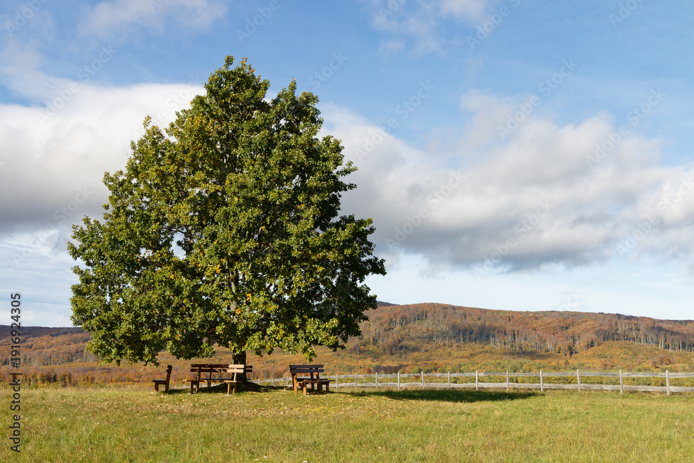 Fototapeta premium Spacious green oak tree with picnic tables and benches in a grassy field