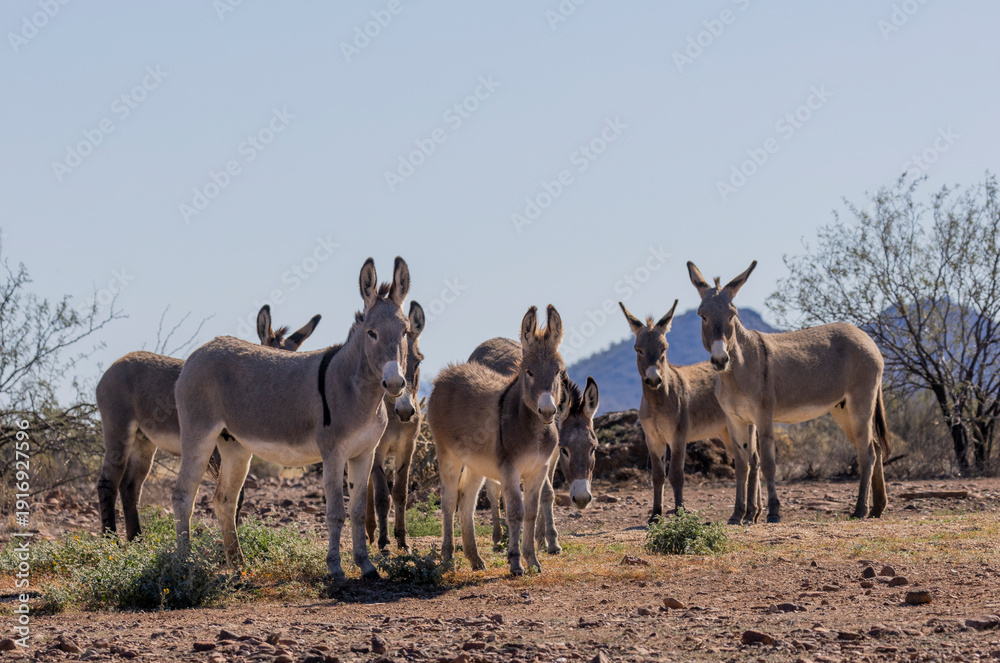 Obraz premium Wild Burros in Winter in the Arizona Desert Near Lake Pleasant