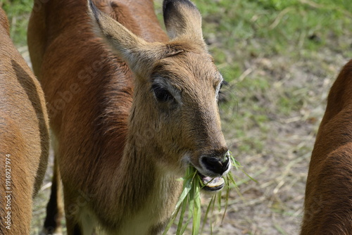 Obraz na plátně Young waterbuck antelope close up in natural environment