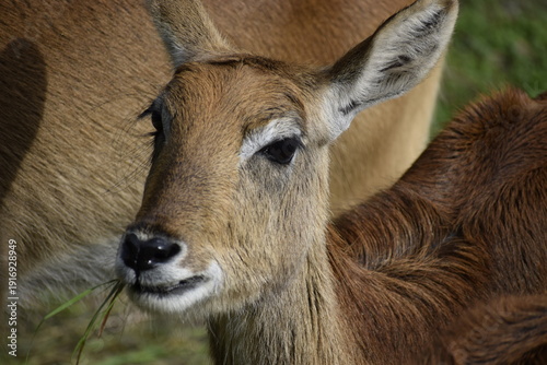 Fotografía Young waterbuck antelope close up in natural environment
