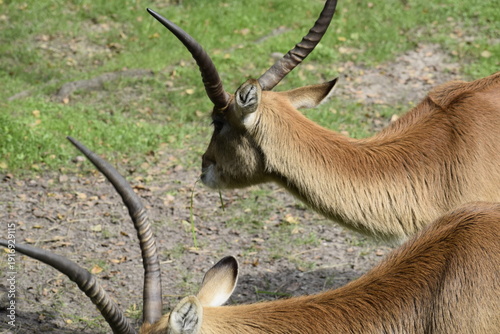 Fotografi Lechwe waterbuck African antelope in natural environment