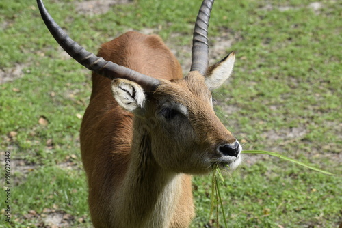 Billede på lærred Lechwe waterbuck African antelope in natural environment