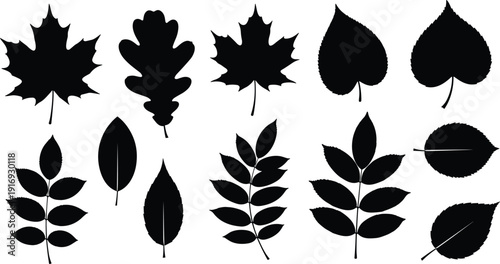 Black vector silhouette set of diverse autumn leaves including maple oak and birch for nature branding botanical seasonal decor environment and forest landscape design