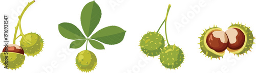 Horse chestnut set with green prickly shells, brown seeds, and palmate leaves, autumn buckeye collection, isolated flat vector illustration for nature design projects