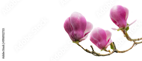 beautiful pink flowers of a magnolia tree blooming on a branch isolated on wh...