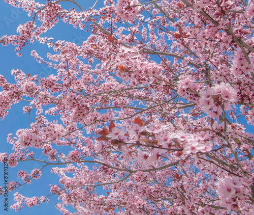 beautiful pink flowers on branches of cherry tree blooming at springtime on c...