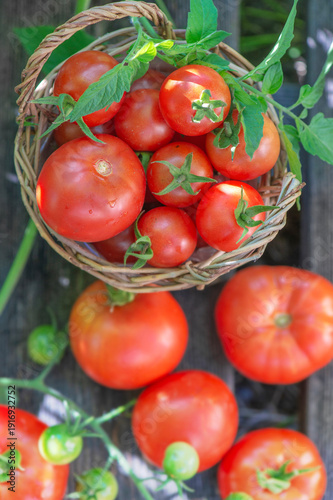 top view on freshly harvested cherry tomatoes in a small wicker basket among ...