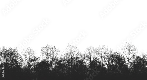 Solid black silhouette of a dense deciduous maple treeline with intricate branching patterns against a stark white background, minimalist flat design atmosphere