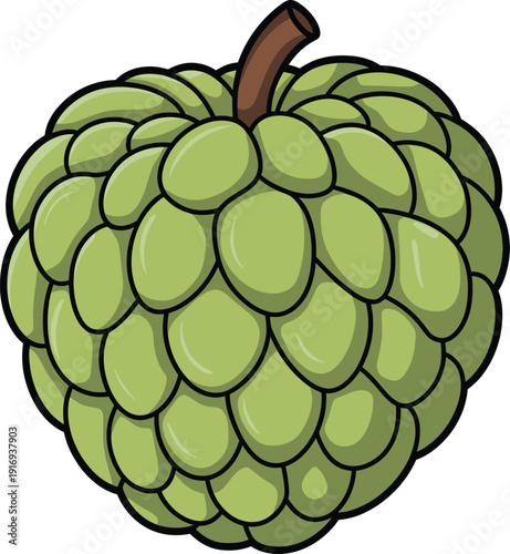 Custard apple fruit illustration sweet tropical cherimoya with bumpy green skin and brown stem