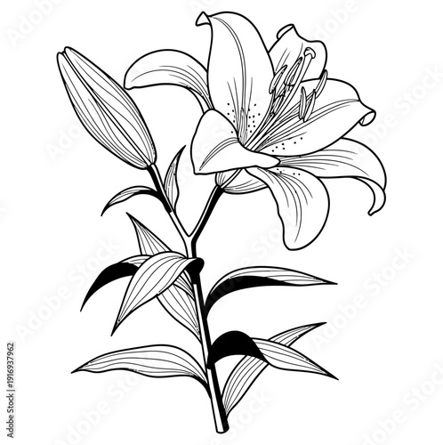 Elegant lily flower illustration showcasing delicate petals and leaves in a simple yet sophisticated black and white drawing style perfect for various design applications.