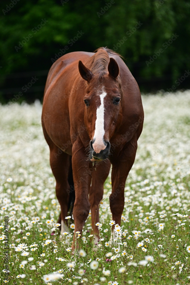 Fototapeta premium Portrait eines älteren schönen Pferdes inmitten unzähliger blühender Margeriten