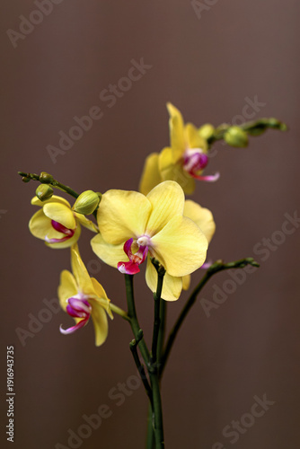 Elegant yellow phalaenopsis orchid branch on a dark brown background with copy space