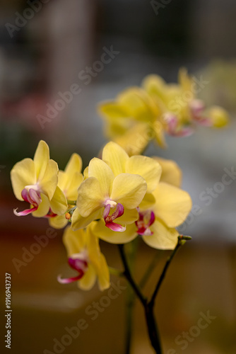 Close up of yellow phalaenopsis orchid flowers with soft blurred bokeh background